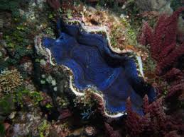 Once it fastens itself to a spot on a reef, there it sits for the rest of its life. The Man Eaters Overharvesting Of Giant Clams Species Populationsliving Oceans Foundation