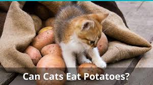 In addition to being loaded with dietary fiber, carrots are also rich in vitamin c, vitamin k, potassium, and manganese. Can Cats Eat Potatoes Are They Healthy And Safe