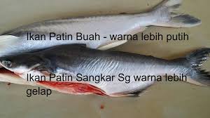 Ikan patin masak pindang, rasanya sangat menggugah selera makan, campuran aneka bumbu, tomat cherry sumpahan ikan patin. Ikan Patin In English