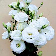 Semente E Muda Lisianthus Jt Agro
