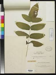 Image result for Blotiella currorii