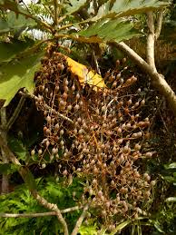 Image result for Bocconia