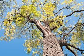 Acer saccharinum (silver maple) aesculus. How To Stop Black Walnut Juglone Toxicity Gardener S Path