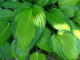 Jan van den top/danny van eechaute, 2004 г. Funkie June Fever Hosta Tardiana June Fever Gunstig Online Kaufen
