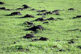 Maulwurf Vertreiben So Werden Sie Ihn Einfach Los