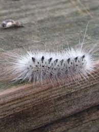 Black And Red Furry Caterpillar Uk Photos The Weather Network Fuzzy Caterpillar Animal Pictures Caterpillar