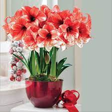 Amaryllis Bulb Gifts The Most Popular Holiday Gift Plant Bulb Flowers Amaryllis Bulbs Amaryllis Flowers