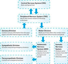 The cns takes signals from the peripheral. Central Nervous System Actively Learn