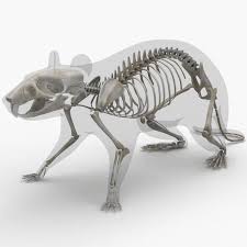 Pin On Animals