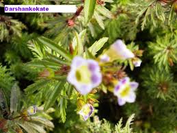 Image result for Limnophila indica