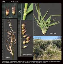 Image result for Melinis repens