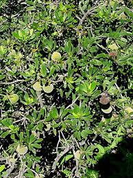 Image result for Diospyros dichrophylla