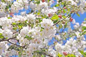 The best flowering trees for residential gardens. How To Choose The Right Flowering Crabapple For Your Garden