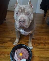 All american pet company, inc. Best Dog Foods For American Bully 2021 Reviews Top Picks Doggie Designer