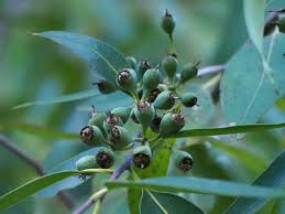 Image result for Eucalyptus grandis