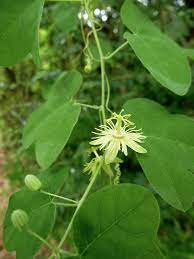Yellow Passionflower Passiflora Lutea Passion Flower Habitat Garden Passiflora