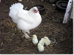 This is when an egg ruptures inside the bird. Keeping Chickens