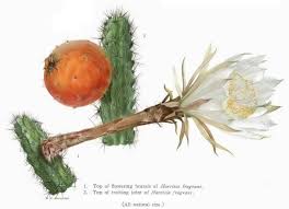 Lucie is a very safe, accepting community. Harrisia Fragrans Wikipedia