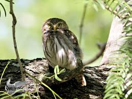 Conservationists want the cactus ferruginous pygmy owl back on the endangered species list, but opponents say it's unnecessary. Ferruginous Pygmy Owl Biology Owling Com