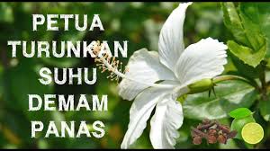 Coba obat demam alami yang terbukti efektif menurunkan panas dengan cepat. Petua Turunkan Suhu Demam Panas Anak Daun Bunga Raya Putih Youtube