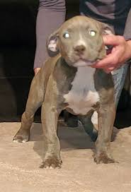 A deposit of $1,000 is required to secure your puppy unless otherwise noted. Xl American Bully Puppies For Sale In Michigan American Bullies For Sale In Michigan