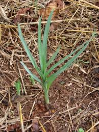 Image result for Drimia