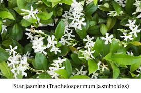 Image result for Phylohydrax