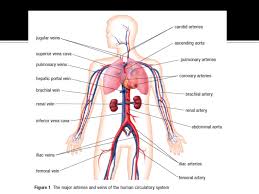 Major arteries by definition, an artery is a vessel that conducts blood from the heart to the periphery. If You Could Join All The Blood Vessels In Your Body In A Straight Line It Would Be About 100 000km Long Our Blood Vessels Are Not One Long Tube Ppt Download
