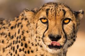 Cheetah Conservation...