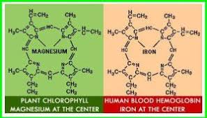 Maybe you would like to learn more about one of these? Plant Cell Structure Radical Botany