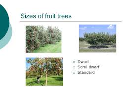 Protect your fruit trees from bark damage by mice, rabbits and deer by installing an inexpensive white plastic trunk protector. Techniques In Producing Tree Fruits And Small Fruits Utah Agricultural Education Plant Science I Ppt Download