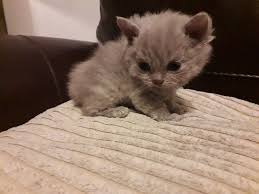 390 remage munchkin female kitten. Lovely Munchkin Kittens Abu Dhabi Dubai Classifieds