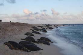 5 Surprising Facts About South Padre Island South Padre Island Texas South Padre Island South Padre Island Beach