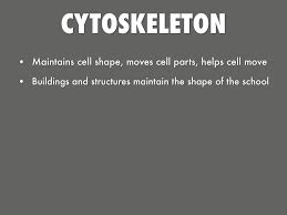 When things go wrong and a cell does not adopt its dedicated shape, its function can be impaired and the cell can cause problems. Animal Cell As School By Olivia Cloud