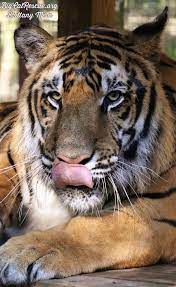 Good Morning Big Cat Rescue Friends Majestic Max Tiger Is A Big Fan Of Tongue Out Tuesday Goodmorning Bigcats Bigcatrescue In 2021 Big Cat Rescue Big Cats Cats