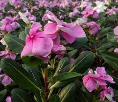 Plants That Don T Need Deadheading Plants Landscaping Tips Dead Head