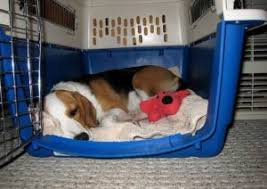 Pets travel in comfort and luxury no matter the service! Importances Of A Pet Shipping Company Casa Los Sauces
