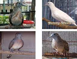 Ia juga sering ngeriwik ketika diberi makan maupun ketika bosan. Ciri Ciri Perkutut Lokal Yang Bagus Burung Mania