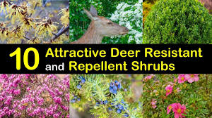 What flowers will keep deer away. 10 Attractive Deer Resistant And Repellent Shrubs