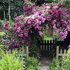 Kletterpflanzen Fur Sonne Und Schatten Pflanzen Kletterpflanzen Kletterrosen