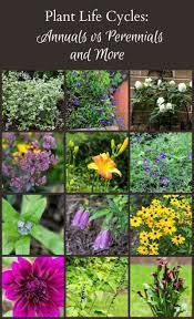 Plant Life Cycles Annuals Vs Perennials And More Plants Plant Life Cycle Annuals Vs Perennials