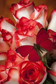Beautiful Butterfly Butterfly Flowers Flowers Love Flowers