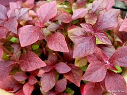 Image result for Cyathula natalensis