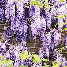 Maybe you would like to learn more about one of these? Purple Wisteria Vines For Sale Fastgrowingtrees Com