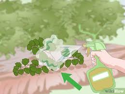 Read our blog to find out the best way to eradicate japanese knotweed. How To Get Rid Of Japanese Knotweed 10 Steps With Pictures