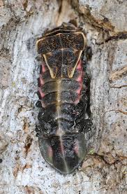 Image result for Fagopyrum snowdenii