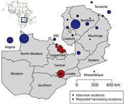 Image result for Platycoryne buchananiana
