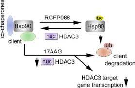 Hsp90 Regulates Hdac3 Dependent Gene Transcription While Hdac3 Regulates The Functions Of Hsp90 Sciencedirect