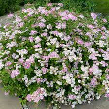 Image result for Spiraea japonica ´Little Princess