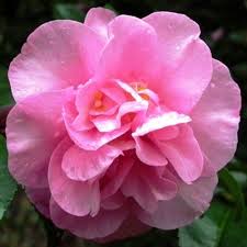 Camellia Sasanqua Jennifer Susan Australian Plants Online Australian Plants Plants Fragrant Flowers